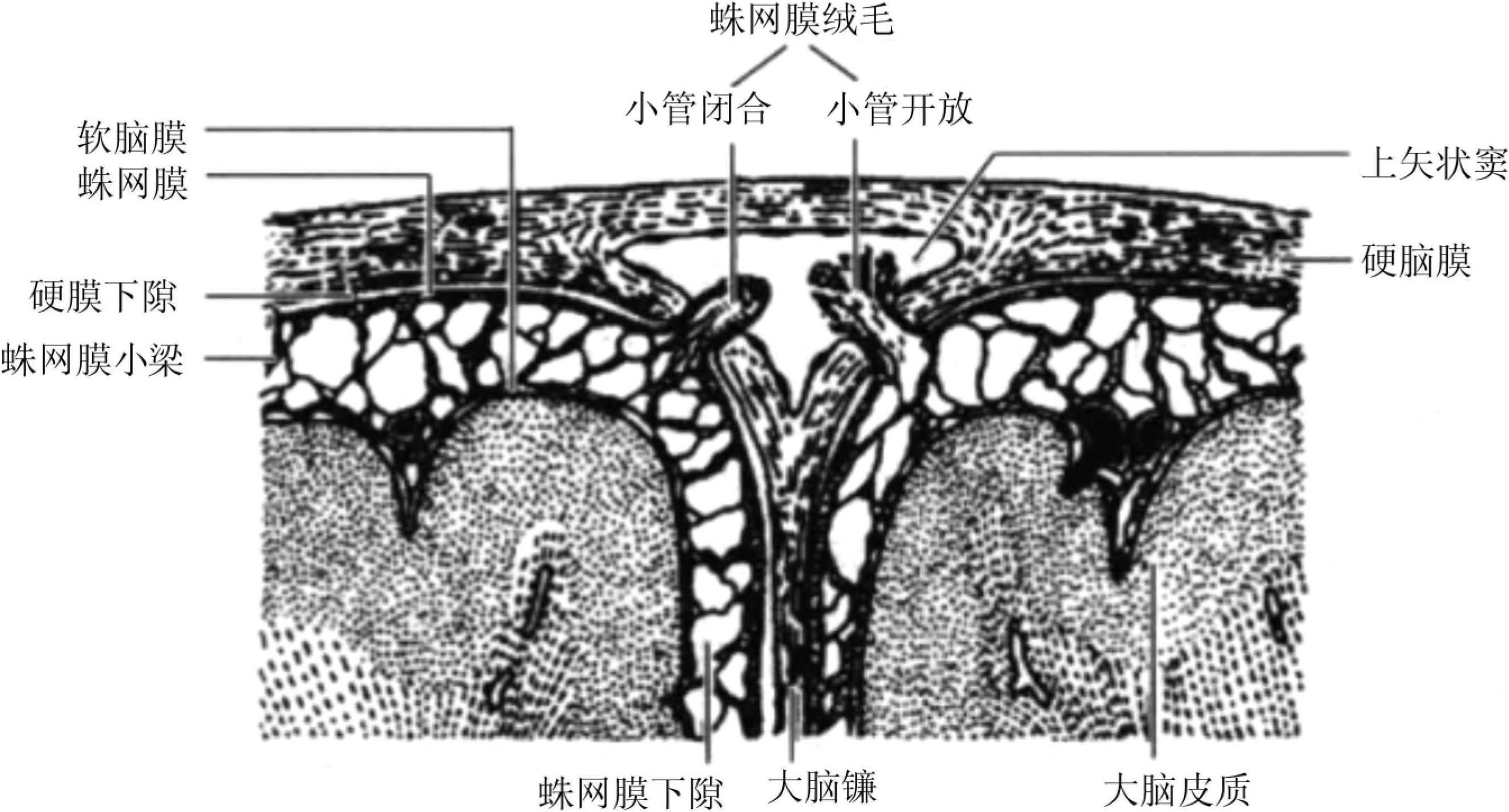 二、腦脊液的循環(huán)